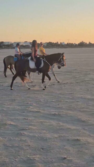 Wish you all a nice weekend 😍
Www.reiterferien-haschgalull.de
#horse #horseriding #horsebackriding #horseofinstagram #horselife #horseridingholidays #horseridersofinstagram #equestrian #equestrianlife #equitation #sunsetride #djerbalove