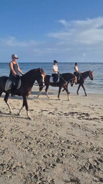 Good morning dear friends, wish you'll a nice Sunday 😍
Just back from a nice beach ride, Christina Nachtwey with our baby berber one Assyl, Jasmina Str had our berber stallion Edem and Vro Ni with our berber stallion Fakher 🧡
www.reiterferien-haschgalull.de
#horseriding #horselife #horsebackriding #horseofinstagram #horse #horseridingholidays #horseofinstagram #instahorse #djerbalove #holiday #Holidays #ridingonthebeach