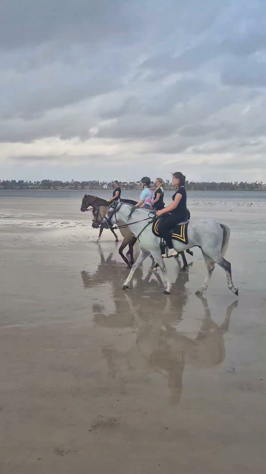 Good morning dear friends, here is our ride to Blue Lagoon few days a go 😍
Www.reiterferien-haschgalull.de
#horse #horseriding #horsebackriding #horselife #horseofinstagram #instahorse #equestrian #equitation #equestrianlife #nicemoments #niceride #happy #horseloversofinstagram #horselover #djerbalove